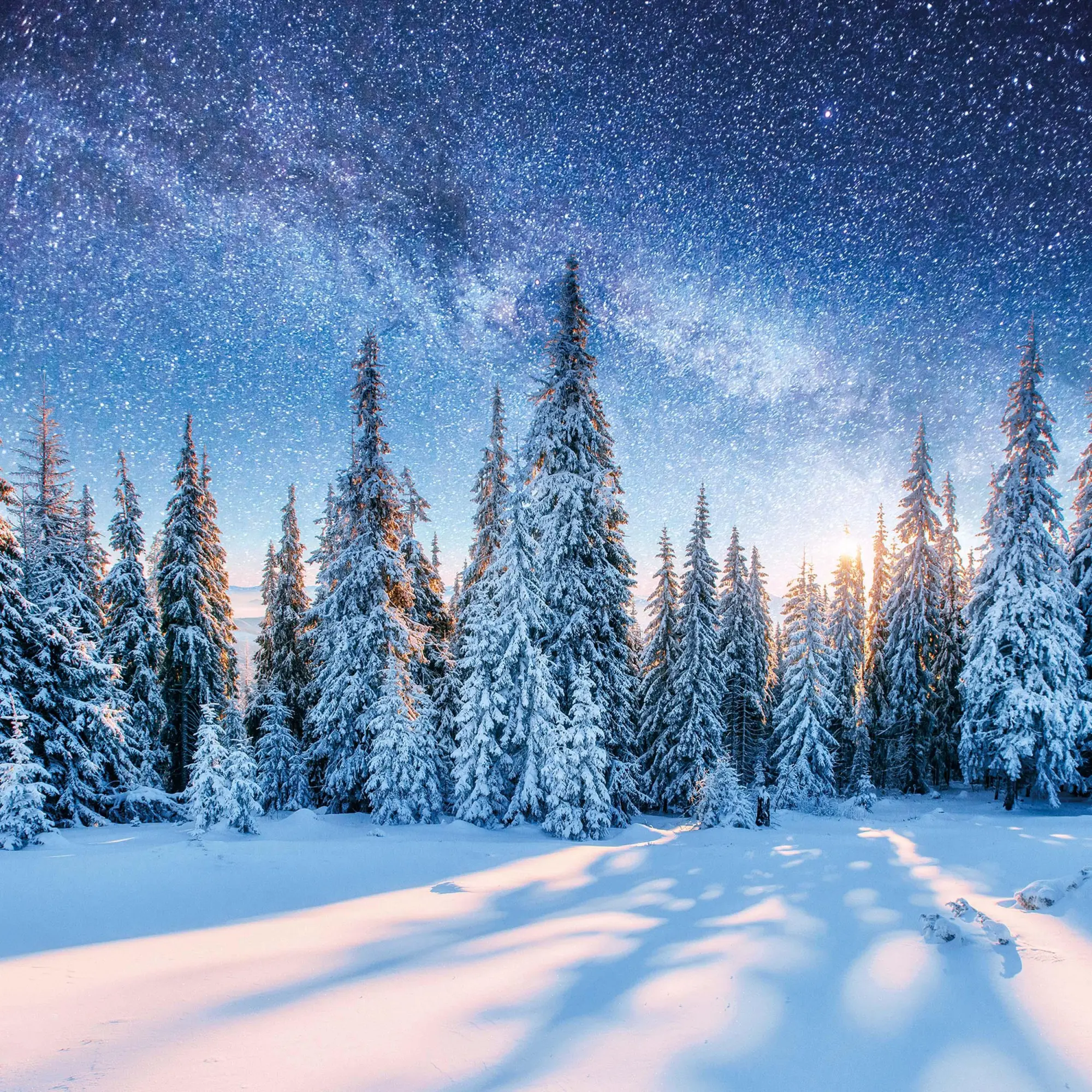 Bild: 9783959295260 | Deep Forest 2026 | Kalender 2026 | Kalender | Wonderful World | 28 S.