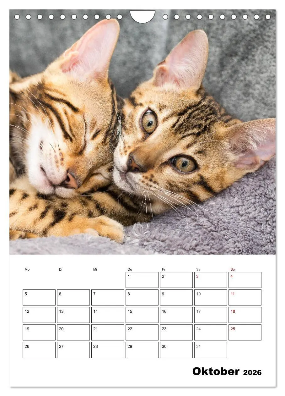 Bild: 9783516415360 | Bengalen - verschmust und abenteuerlustig (Wandkalender 2026 DIN A4...