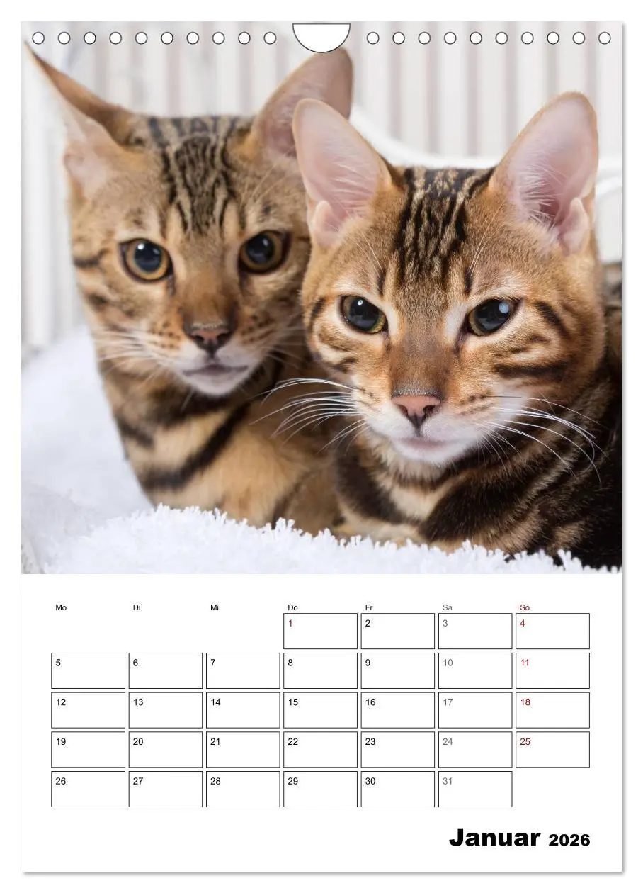Bild: 9783516415360 | Bengalen - verschmust und abenteuerlustig (Wandkalender 2026 DIN A4...