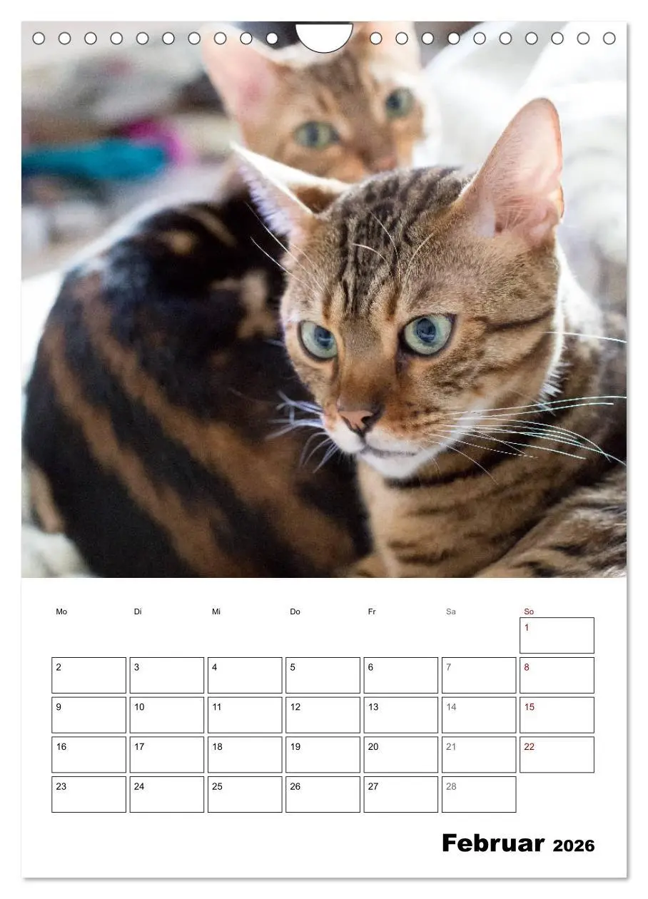 Bild: 9783516415360 | Bengalen - verschmust und abenteuerlustig (Wandkalender 2026 DIN A4...