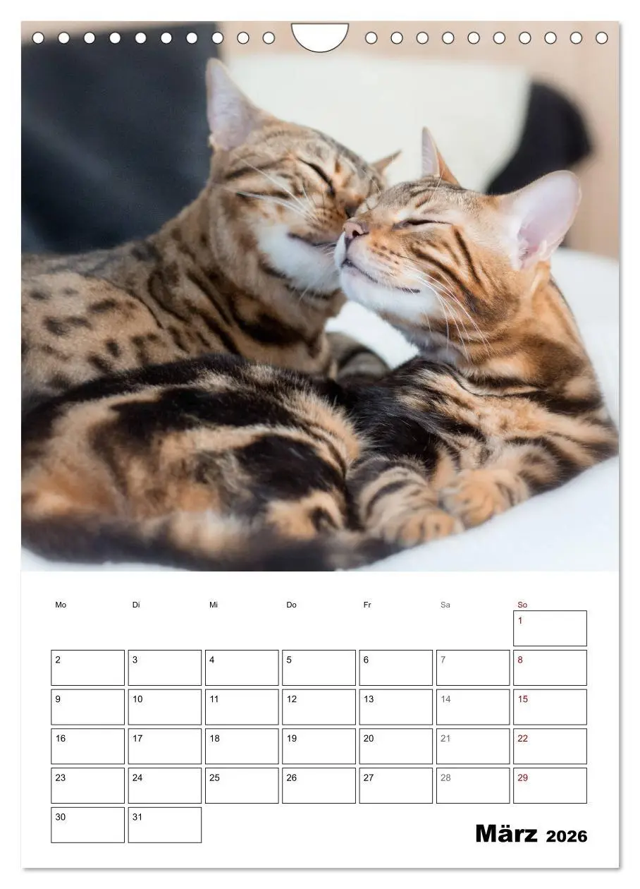 Bild: 9783516415360 | Bengalen - verschmust und abenteuerlustig (Wandkalender 2026 DIN A4...