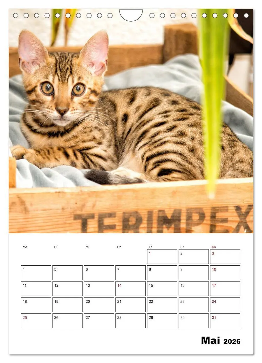 Bild: 9783516415360 | Bengalen - verschmust und abenteuerlustig (Wandkalender 2026 DIN A4...