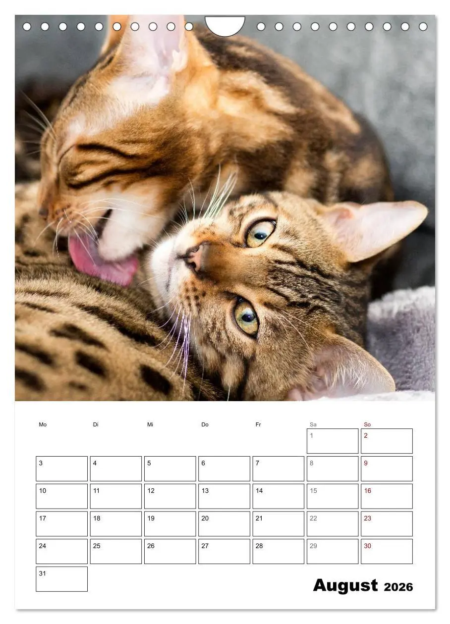 Bild: 9783516415360 | Bengalen - verschmust und abenteuerlustig (Wandkalender 2026 DIN A4...