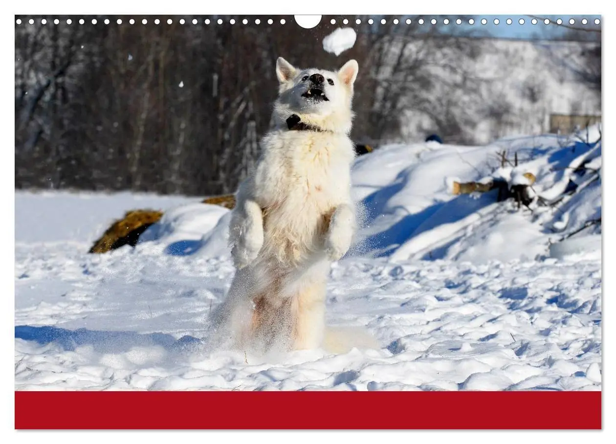 Bild: 9783435765560 | Weißer Schweizer Schäferhund (Wandkalender 2025 DIN A3 quer),...