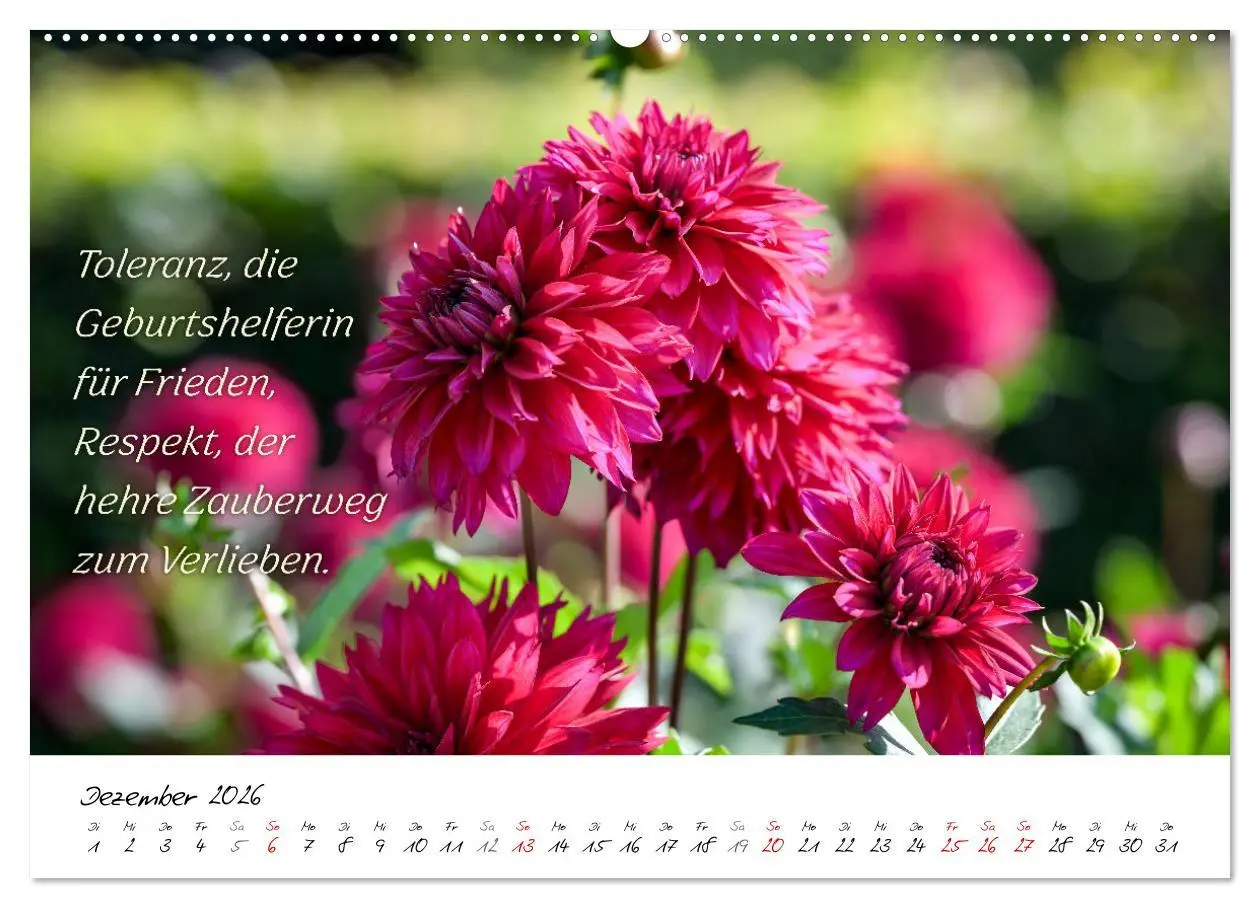 Bild: 9783457465660 | Dahlien Poesie (hochwertiger Premium Wandkalender 2026 DIN A2...