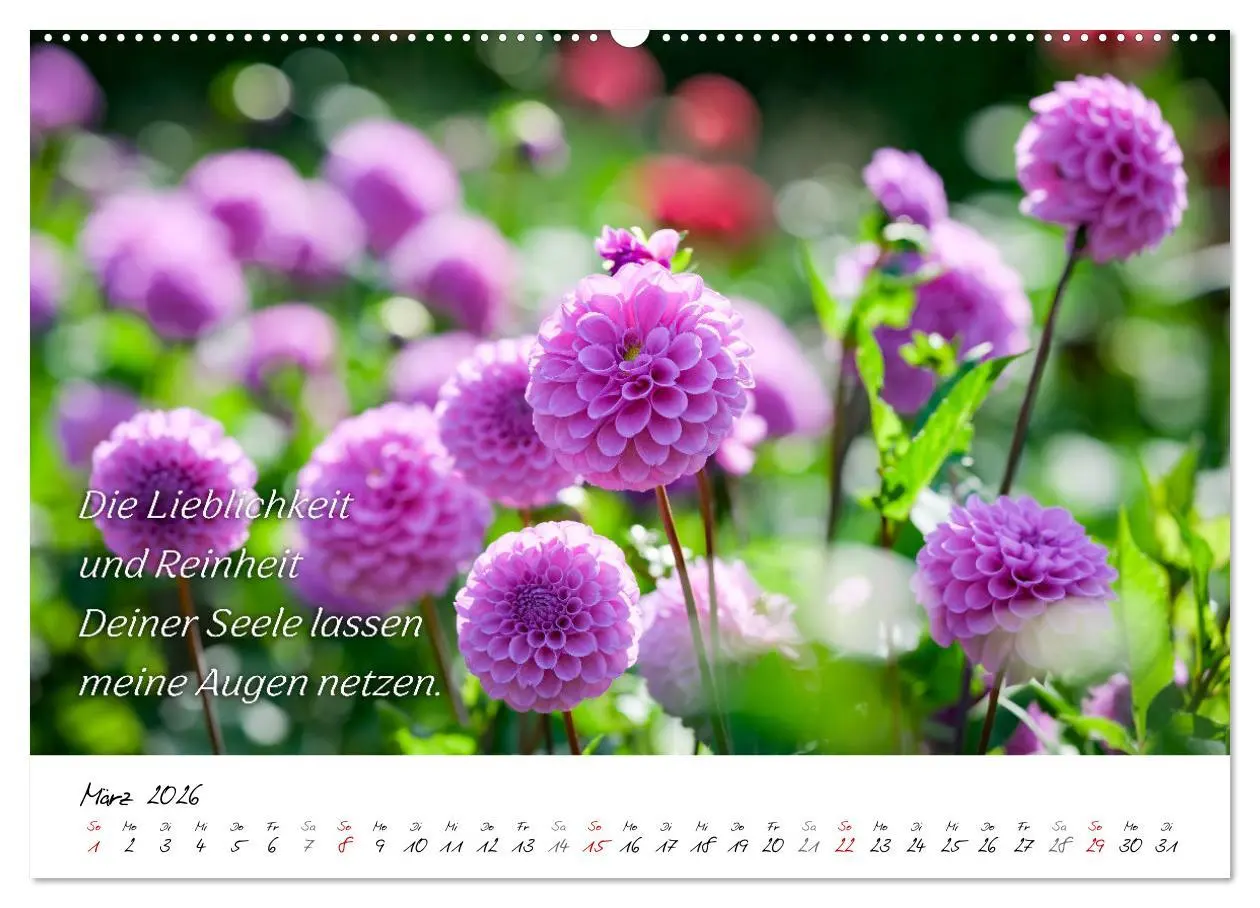 Bild: 9783457465660 | Dahlien Poesie (hochwertiger Premium Wandkalender 2026 DIN A2...