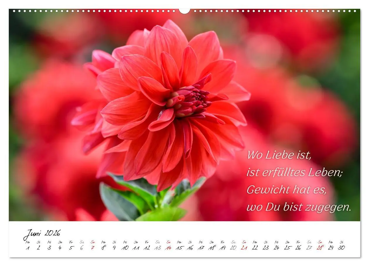 Bild: 9783457465660 | Dahlien Poesie (hochwertiger Premium Wandkalender 2026 DIN A2...