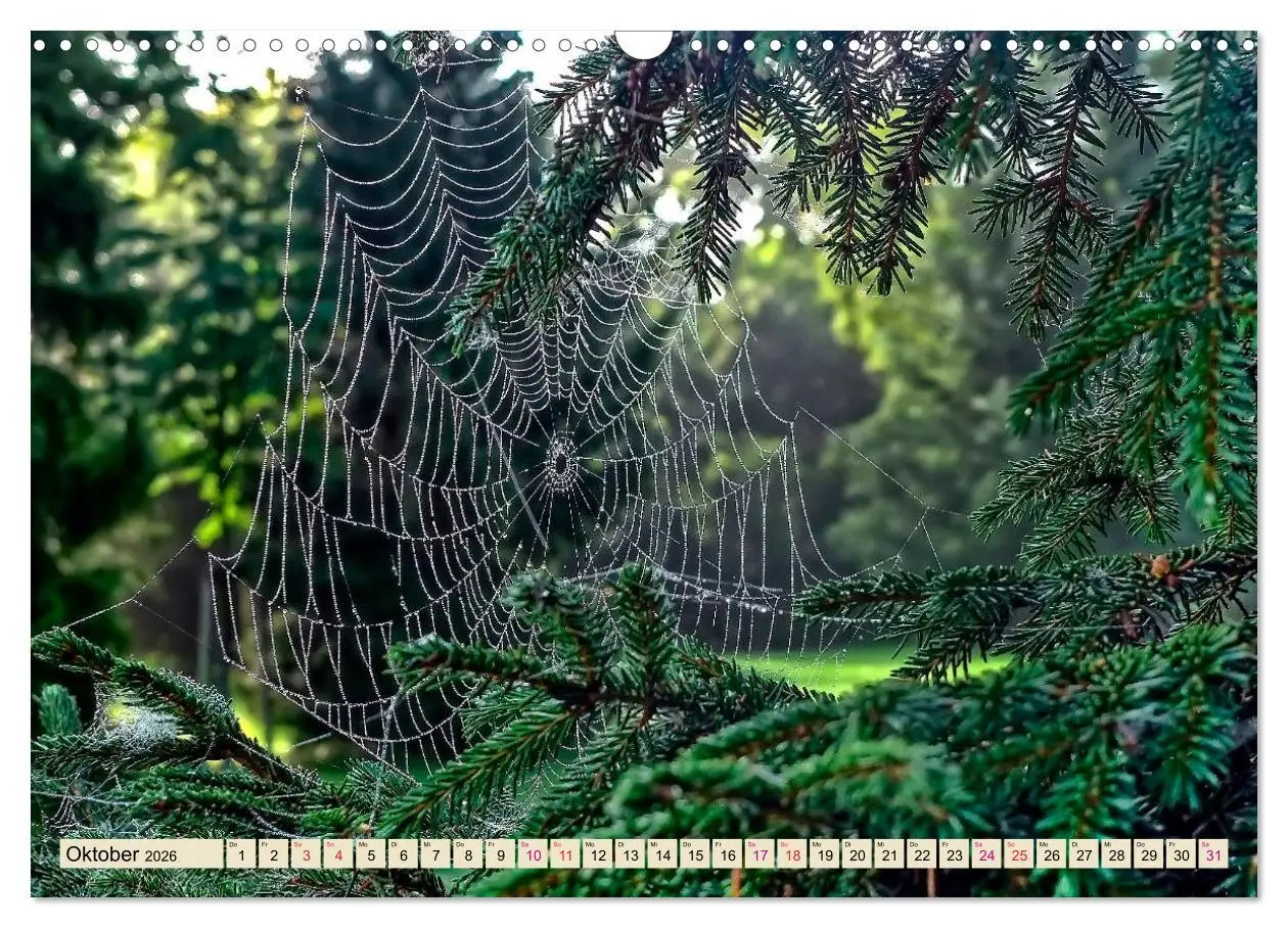 Bild: 9783457845660 | Spinnennetze - Wunder der Natur (Wandkalender 2026 DIN A3 quer),...