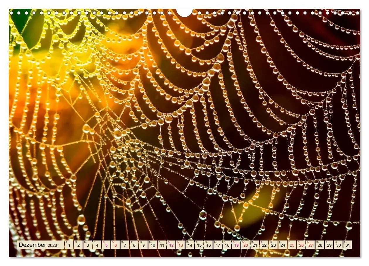 Bild: 9783457845660 | Spinnennetze - Wunder der Natur (Wandkalender 2026 DIN A3 quer),...