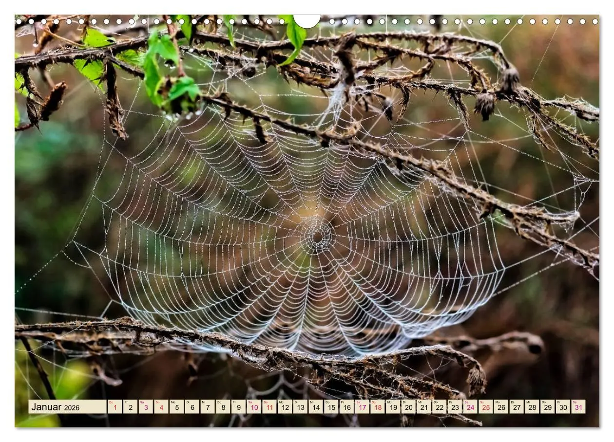 Bild: 9783457845660 | Spinnennetze - Wunder der Natur (Wandkalender 2026 DIN A3 quer),...