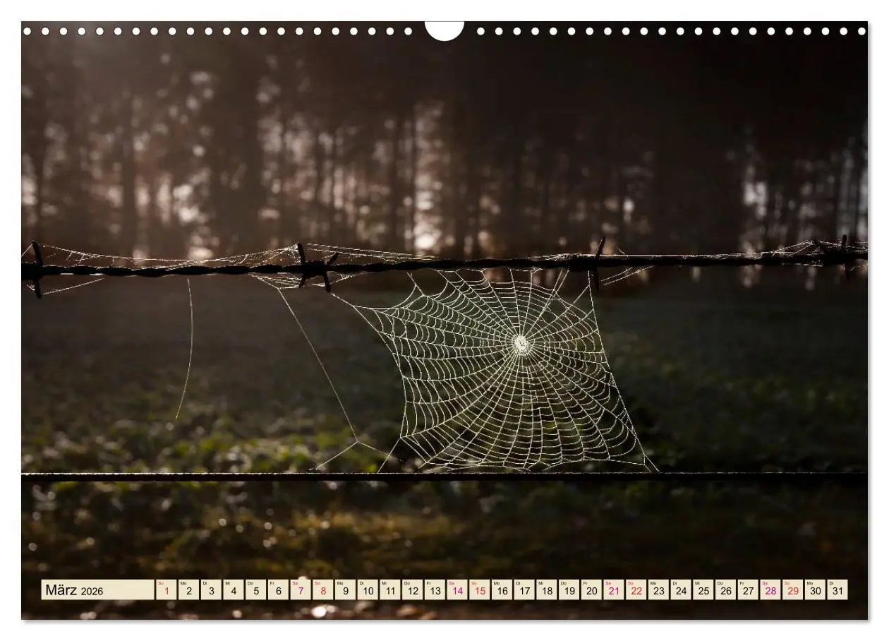 Bild: 9783457845660 | Spinnennetze - Wunder der Natur (Wandkalender 2026 DIN A3 quer),...