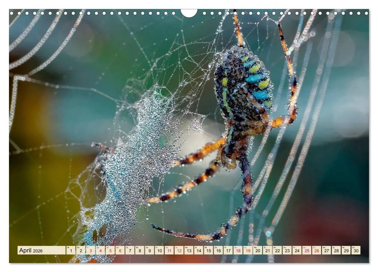 Bild: 9783457845660 | Spinnennetze - Wunder der Natur (Wandkalender 2026 DIN A3 quer),...