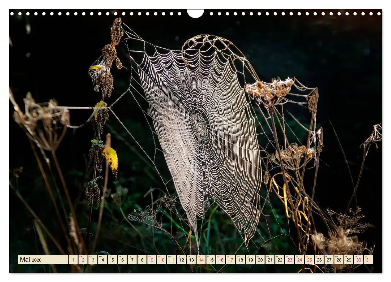 Bild: 9783457845660 | Spinnennetze - Wunder der Natur (Wandkalender 2026 DIN A3 quer),...