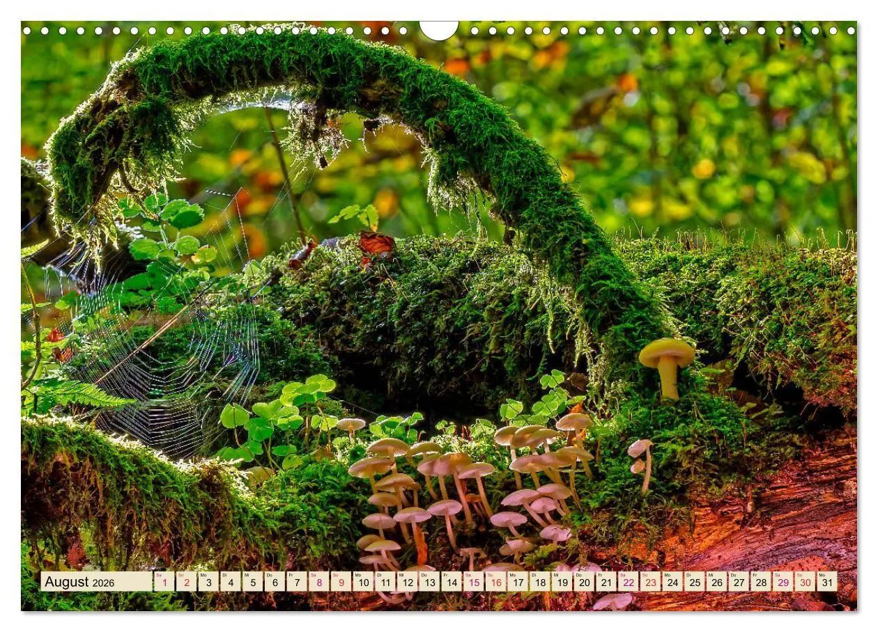 Bild: 9783457845660 | Spinnennetze - Wunder der Natur (Wandkalender 2026 DIN A3 quer),...