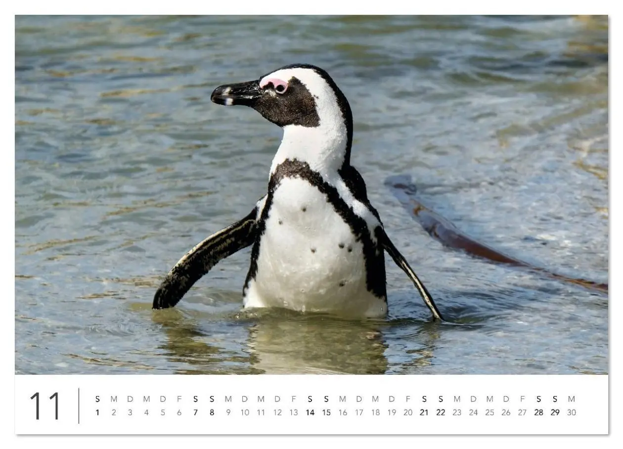 Bild: 9783516625660 | Südafrika Garden Route (Wandkalender 2026 DIN A4 quer), CALVENDO...