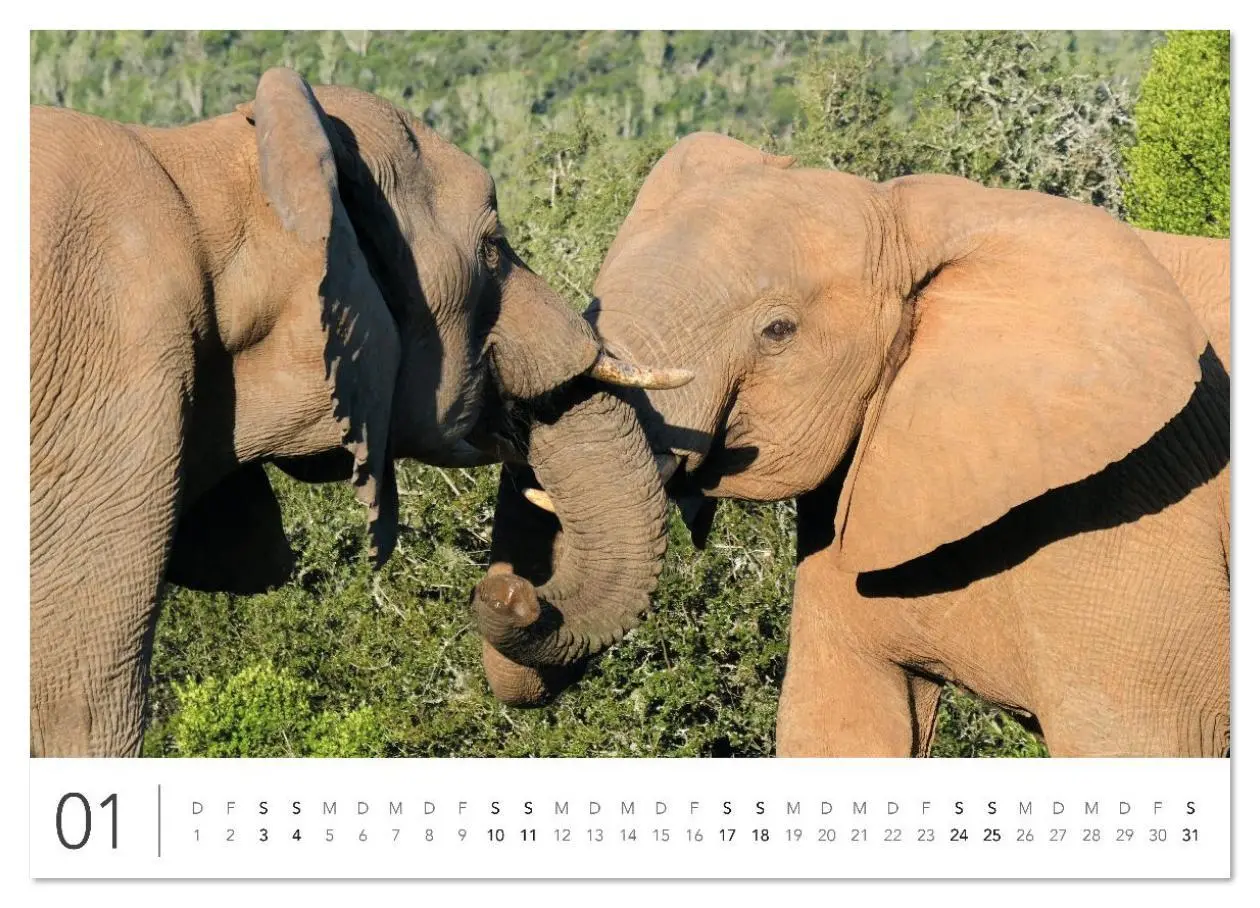 Bild: 9783516625660 | Südafrika Garden Route (Wandkalender 2026 DIN A4 quer), CALVENDO...
