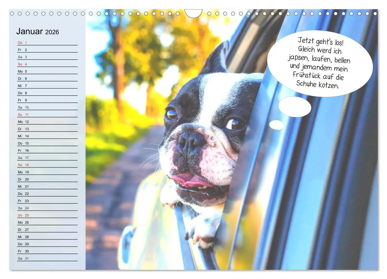 Bild: 9783457755860 | Hurra! Wir gehen Gassi! Abenteuer mit dem Hund! (Wandkalender 2026...