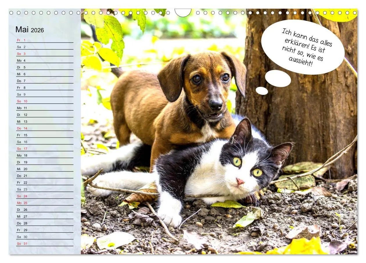Bild: 9783457755860 | Hurra! Wir gehen Gassi! Abenteuer mit dem Hund! (Wandkalender 2026...