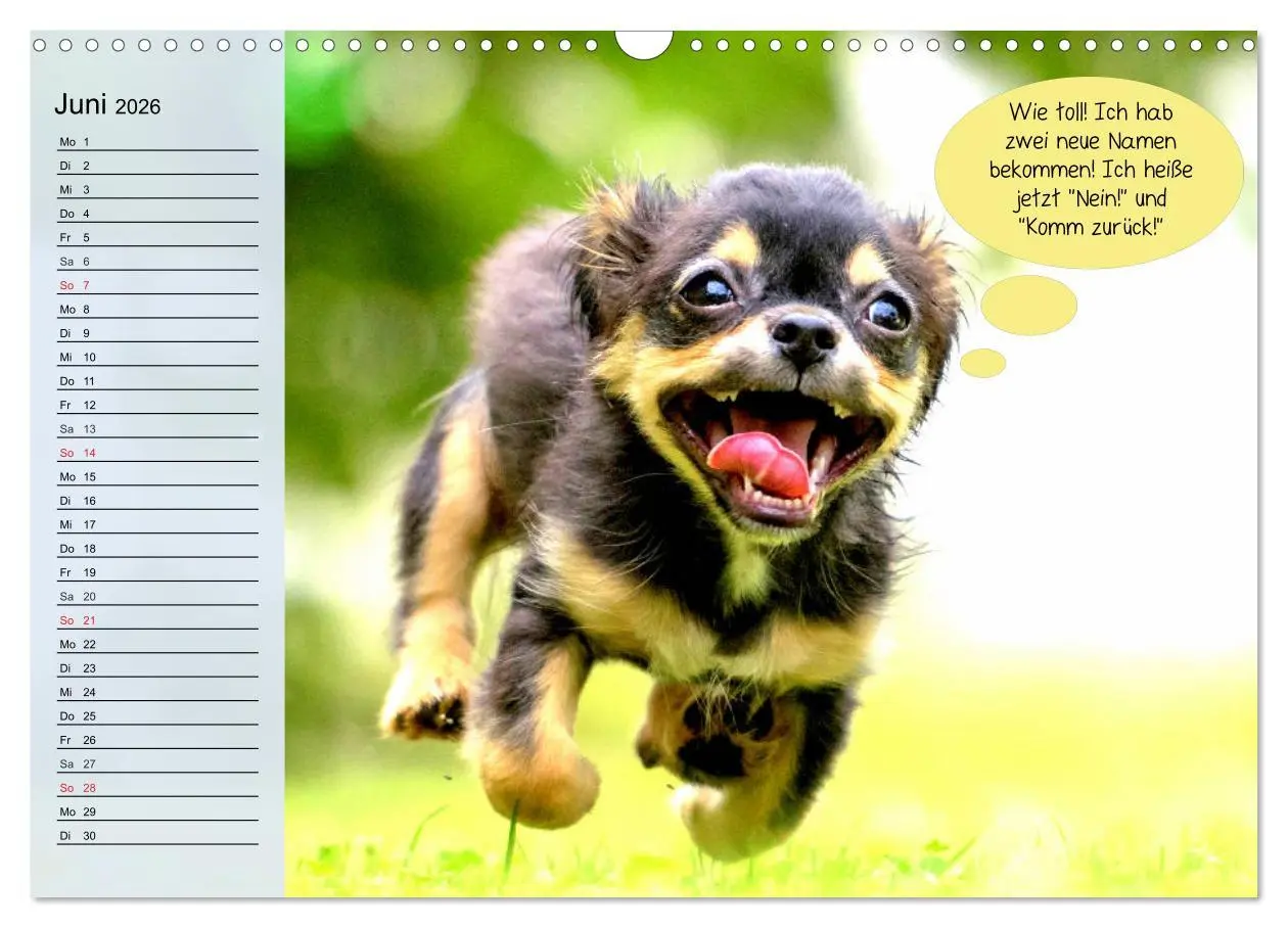 Bild: 9783457755860 | Hurra! Wir gehen Gassi! Abenteuer mit dem Hund! (Wandkalender 2026...