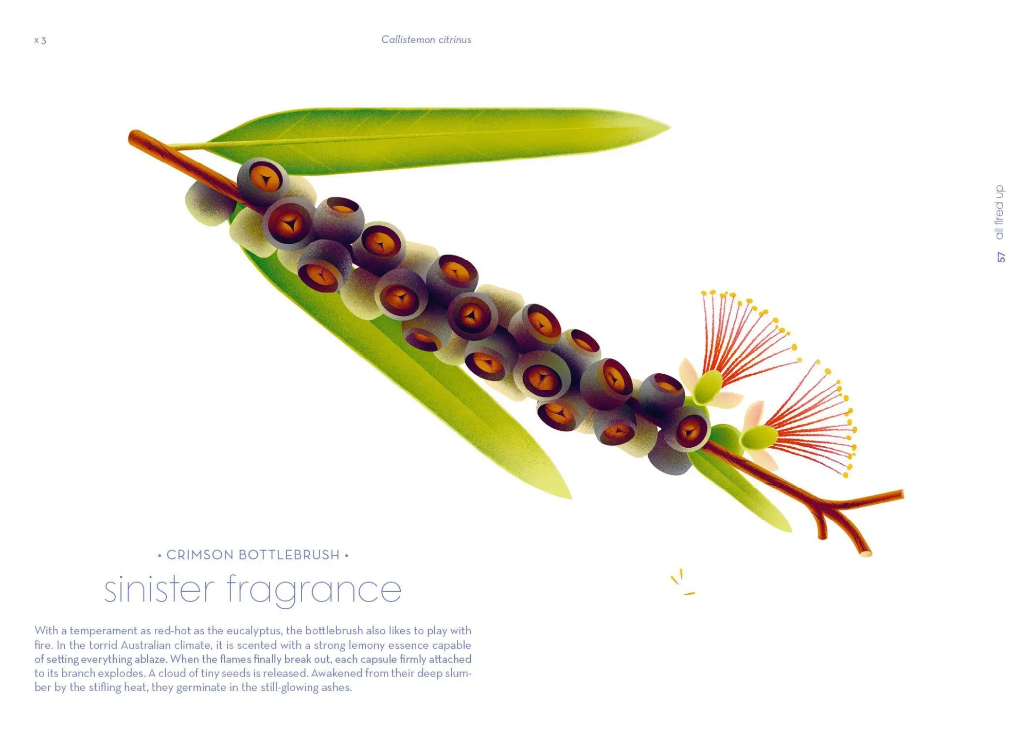 Bild: 9783791375960 | Seeds | Nature's Intrepid Miracles | Cruschiform | Buch | 152 S.