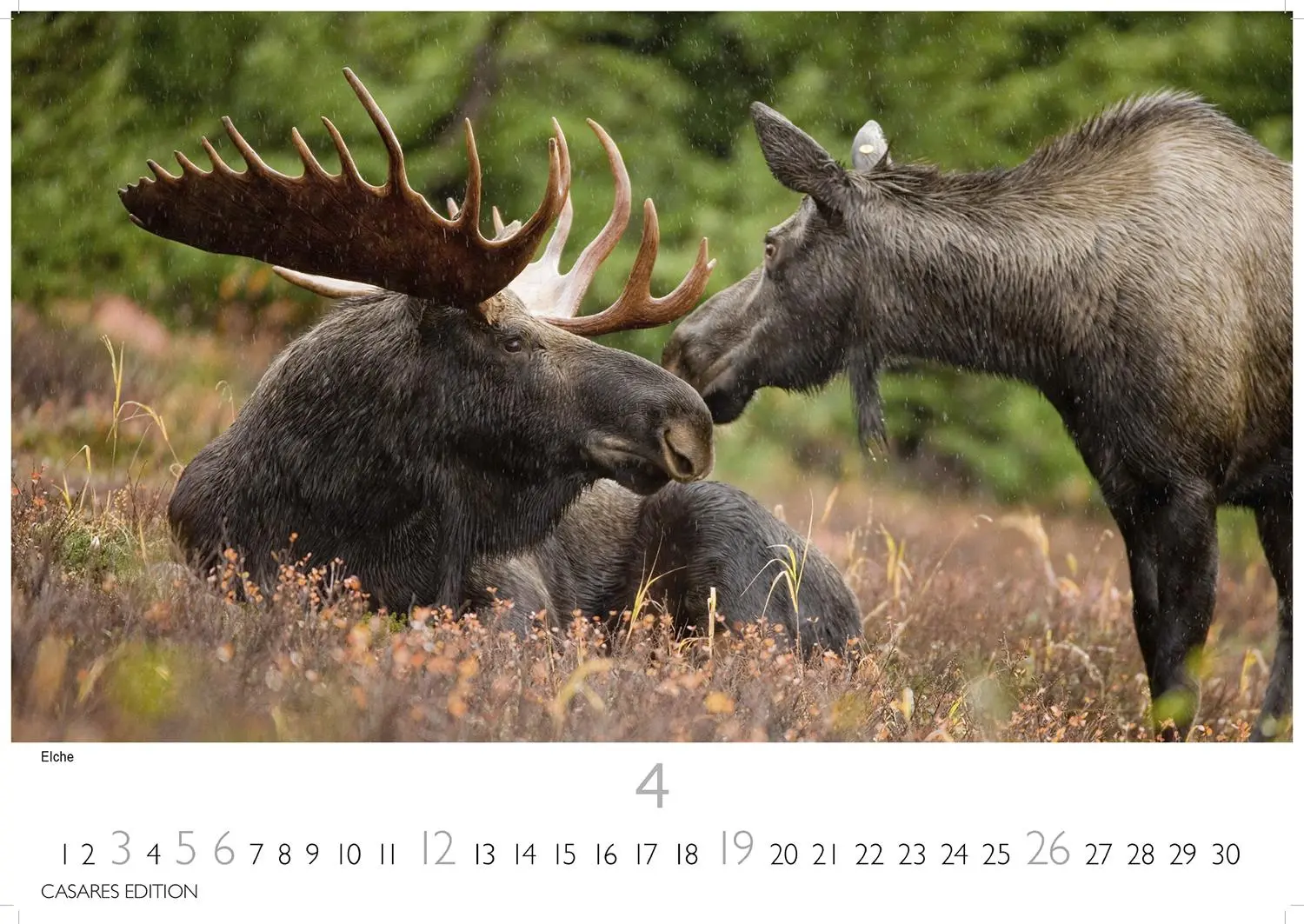 Bild: 9781835246160 | Alaska 2026 L 35x50cm | Kalender | 14 S. | Deutsch | 2026
