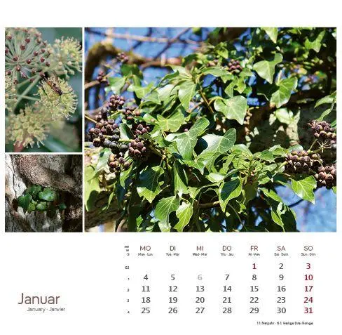 Bild: 9783861926160 | Heilpfanzen rund um den Bodensee 2027 | Postkarten-Tischkalender