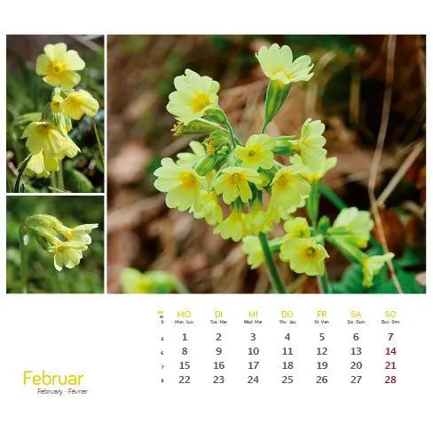 Bild: 9783861926160 | Heilpfanzen rund um den Bodensee 2027 | Postkarten-Tischkalender