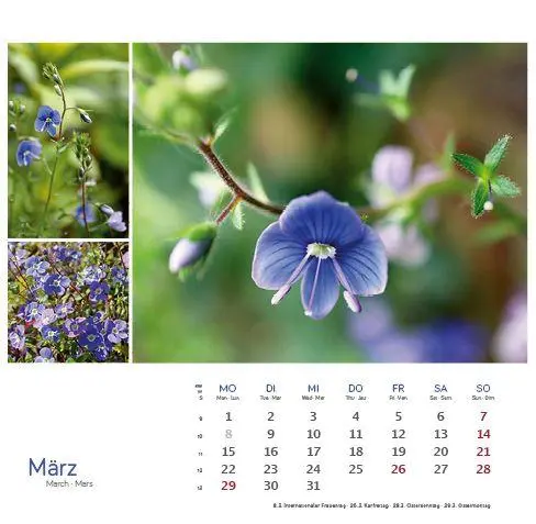 Bild: 9783861926160 | Heilpfanzen rund um den Bodensee 2027 | Postkarten-Tischkalender