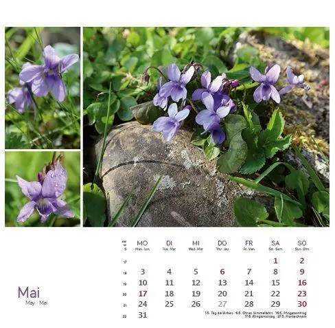 Bild: 9783861926160 | Heilpfanzen rund um den Bodensee 2027 | Postkarten-Tischkalender