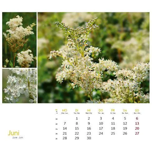 Bild: 9783861926160 | Heilpfanzen rund um den Bodensee 2027 | Postkarten-Tischkalender