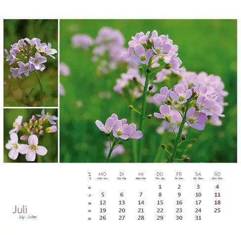 Bild: 9783861926160 | Heilpfanzen rund um den Bodensee 2027 | Postkarten-Tischkalender