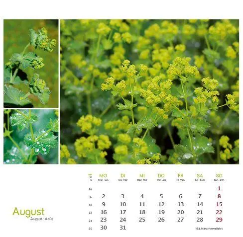 Bild: 9783861926160 | Heilpfanzen rund um den Bodensee 2027 | Postkarten-Tischkalender