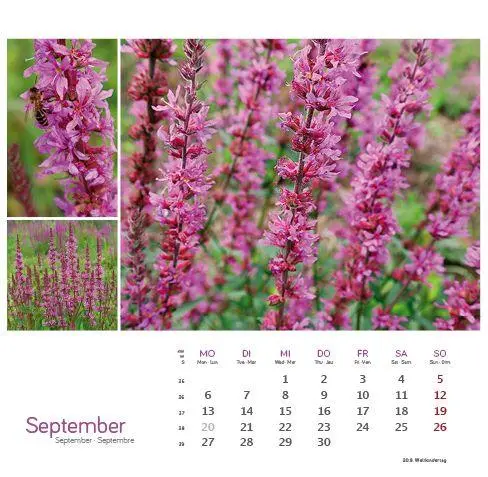 Bild: 9783861926160 | Heilpfanzen rund um den Bodensee 2027 | Postkarten-Tischkalender