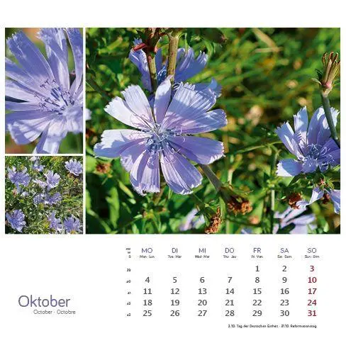 Bild: 9783861926160 | Heilpfanzen rund um den Bodensee 2027 | Postkarten-Tischkalender