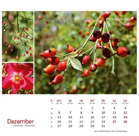 Bild: 9783861926160 | Heilpfanzen rund um den Bodensee 2027 | Postkarten-Tischkalender