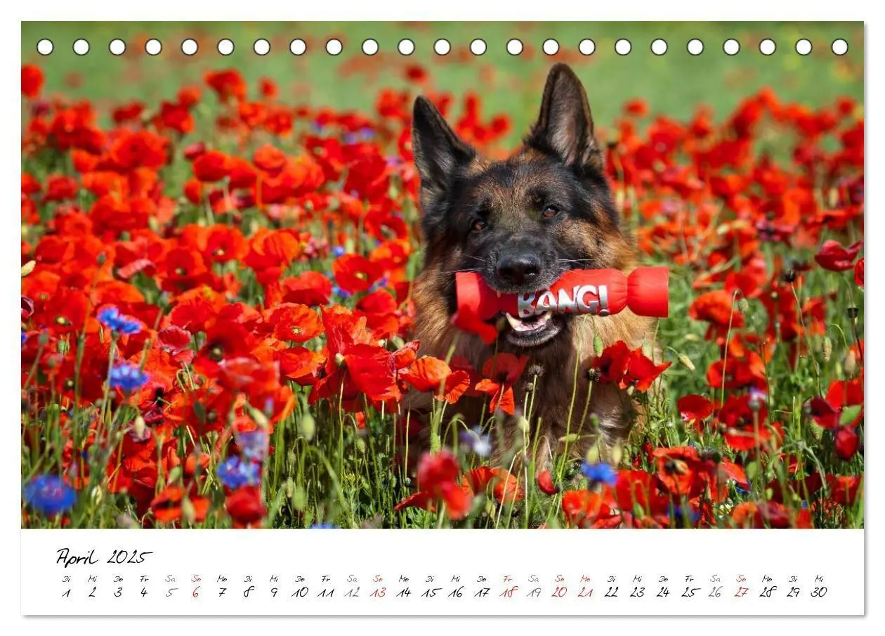 Bild: 9783435686360 | Deutsche Schäferhunde - Traumhunde (Tischkalender 2025 DIN A5...