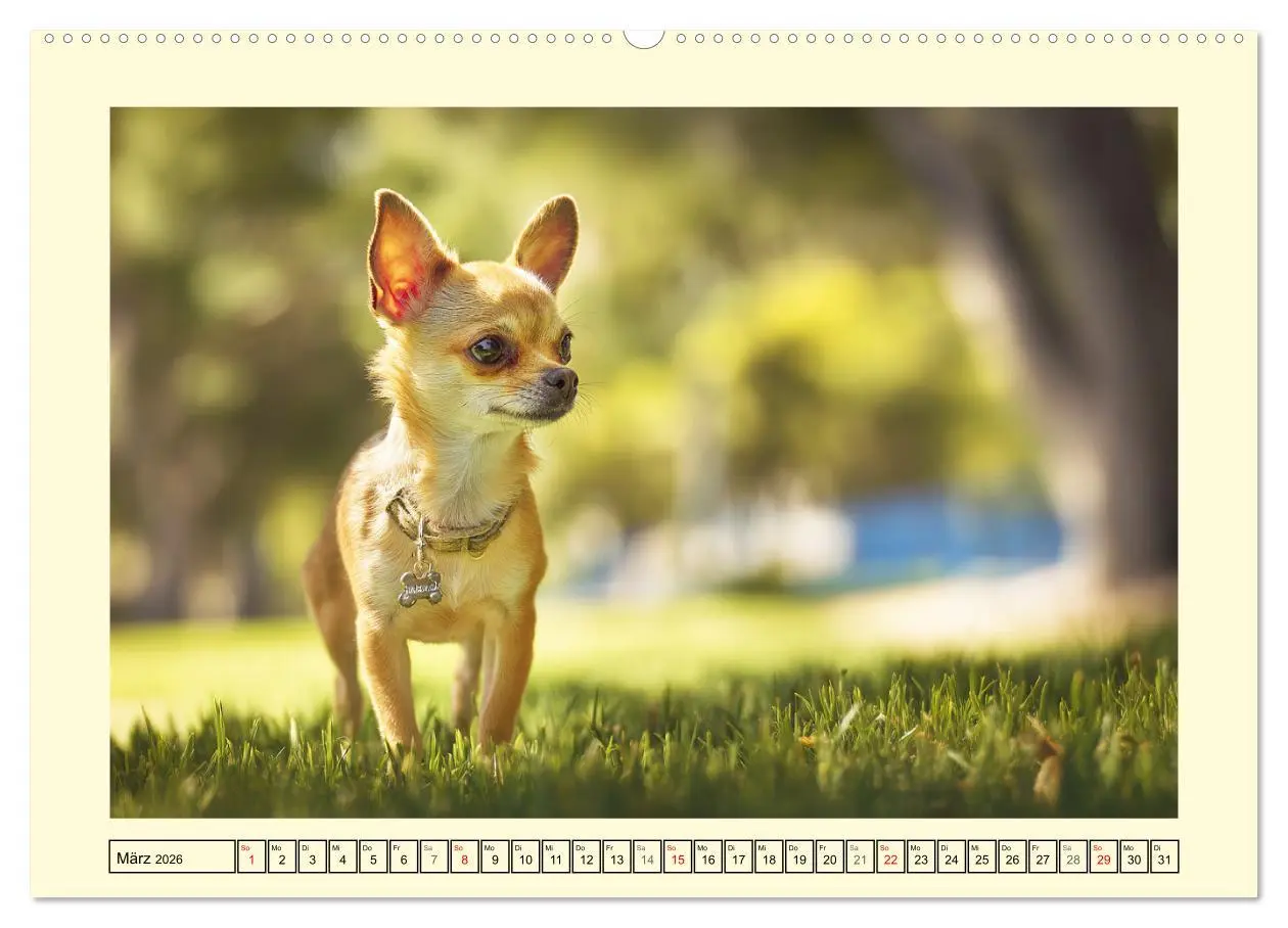 Bild: 9783457846360 | Reizende Chihuahuas. Winzige Hunde mit riesigem Ego und Grips...