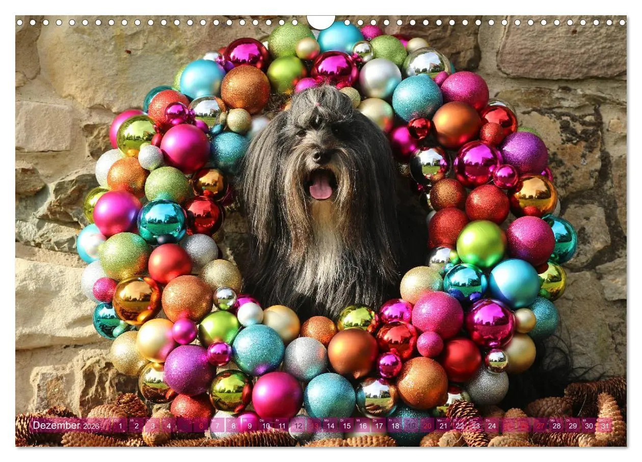 Bild: 9783457766460 | Tibet Terrier Theo (Wandkalender 2026 DIN A3 quer), CALVENDO...