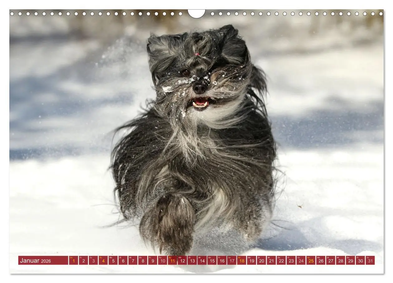 Bild: 9783457766460 | Tibet Terrier Theo (Wandkalender 2026 DIN A3 quer), CALVENDO...