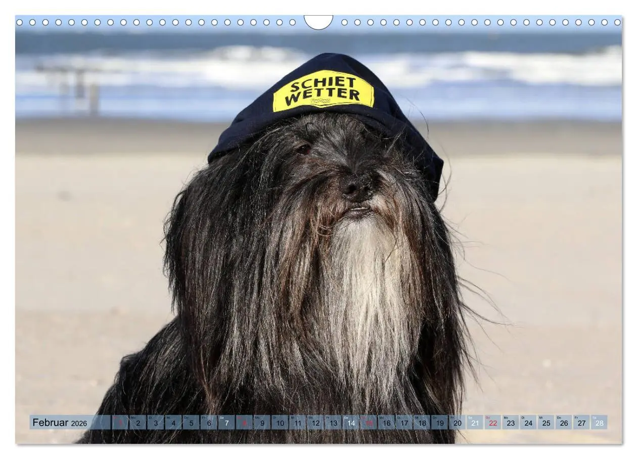 Bild: 9783457766460 | Tibet Terrier Theo (Wandkalender 2026 DIN A3 quer), CALVENDO...
