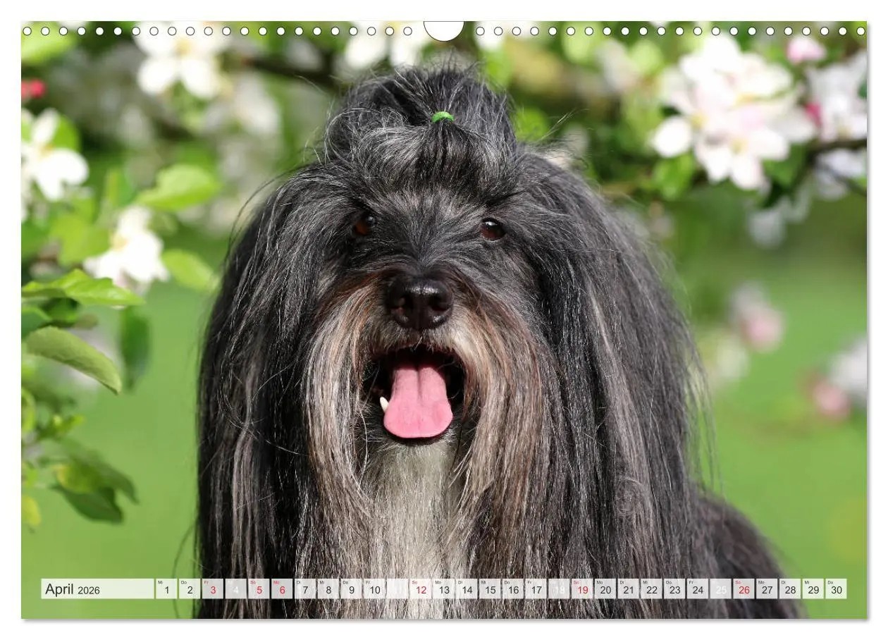 Bild: 9783457766460 | Tibet Terrier Theo (Wandkalender 2026 DIN A3 quer), CALVENDO...