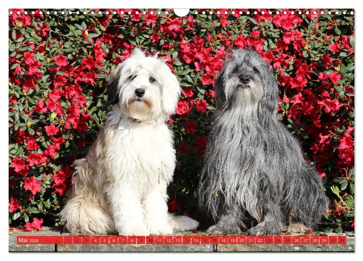 Bild: 9783457766460 | Tibet Terrier Theo (Wandkalender 2026 DIN A3 quer), CALVENDO...