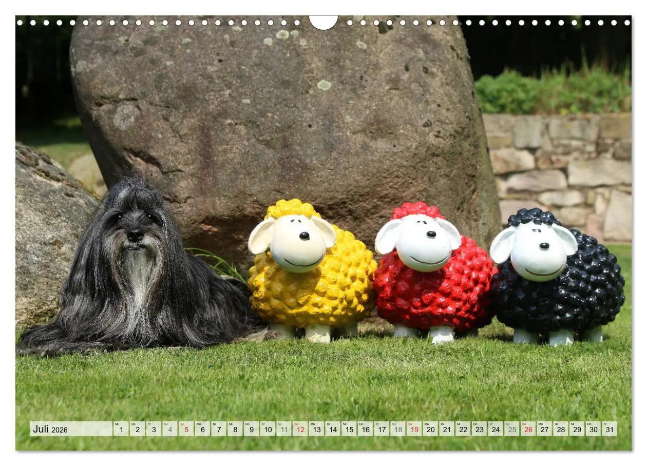 Bild: 9783457766460 | Tibet Terrier Theo (Wandkalender 2026 DIN A3 quer), CALVENDO...