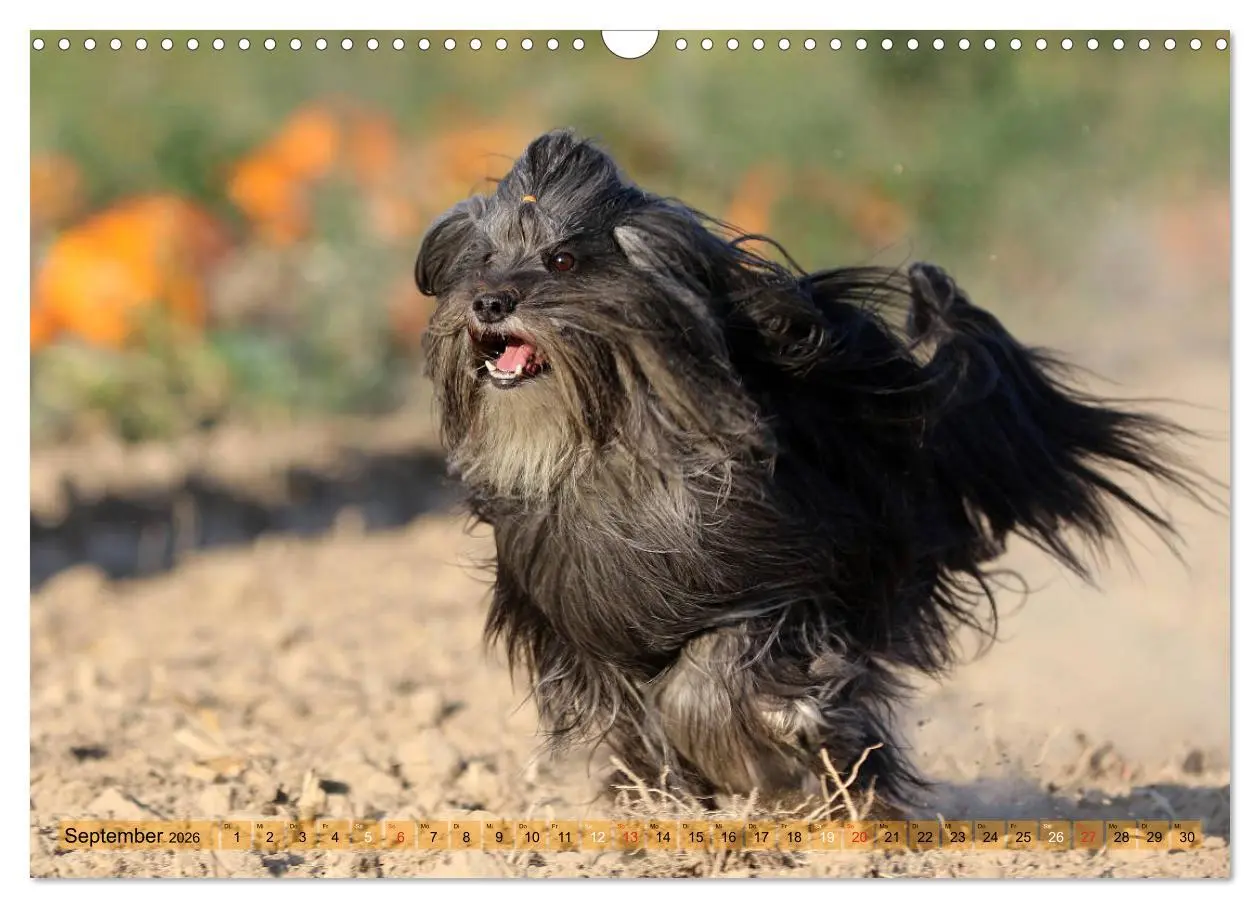 Bild: 9783457766460 | Tibet Terrier Theo (Wandkalender 2026 DIN A3 quer), CALVENDO...