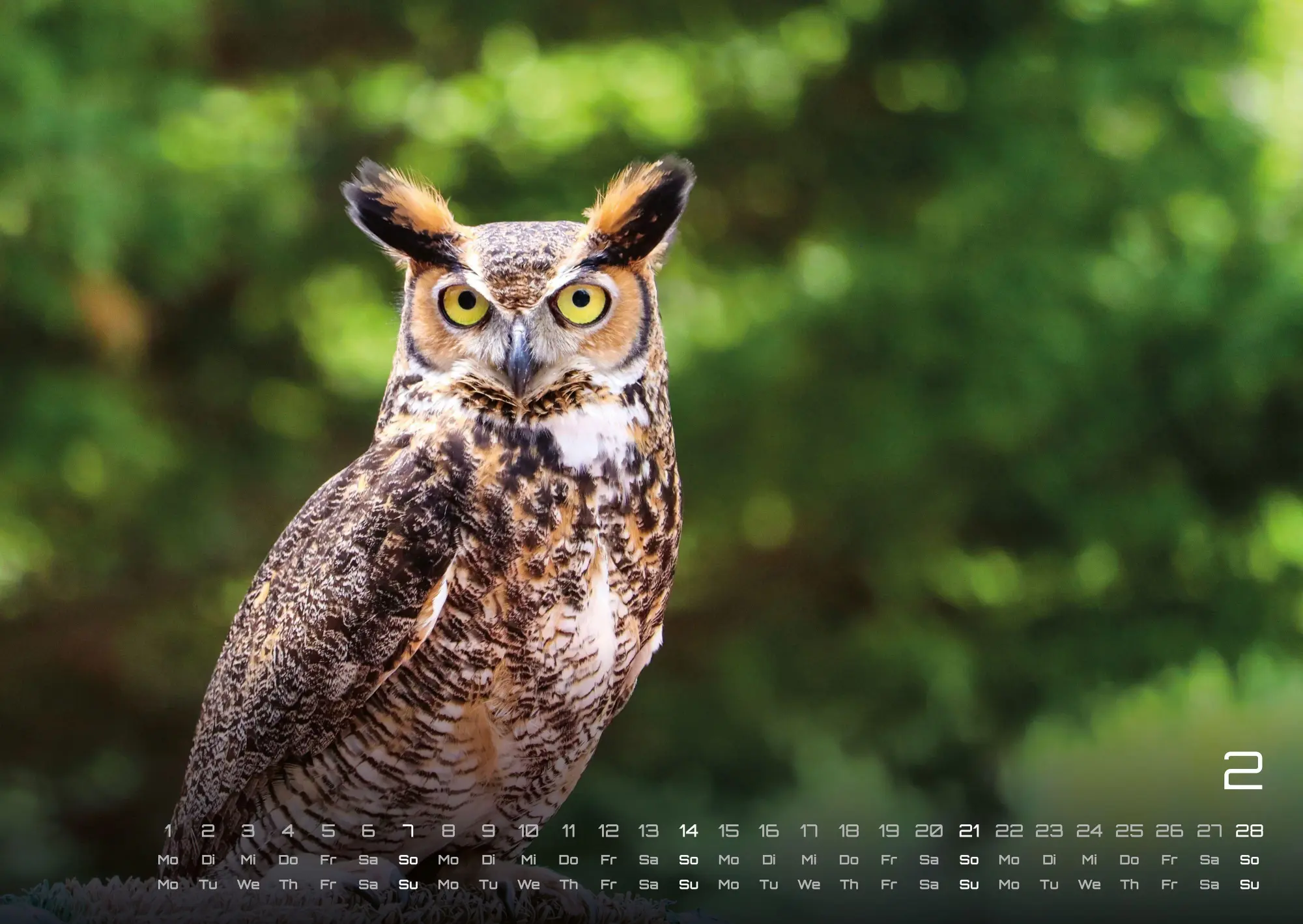 Bild: 9783986736460 | Eulen - Wächter der Nacht - 2027 - Kalender DIN A2 | GP-Fever. de