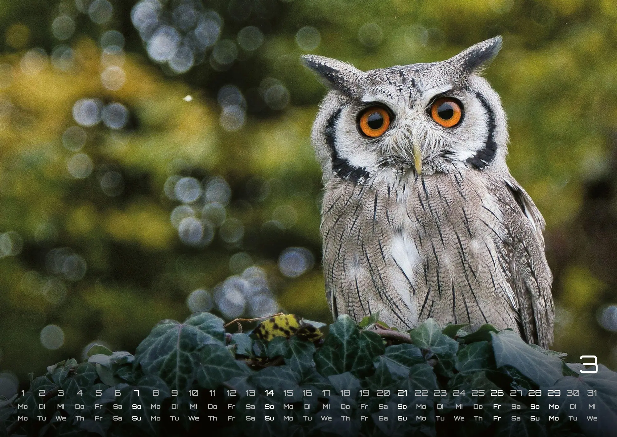 Bild: 9783986736460 | Eulen - Wächter der Nacht - 2027 - Kalender DIN A2 | GP-Fever. de