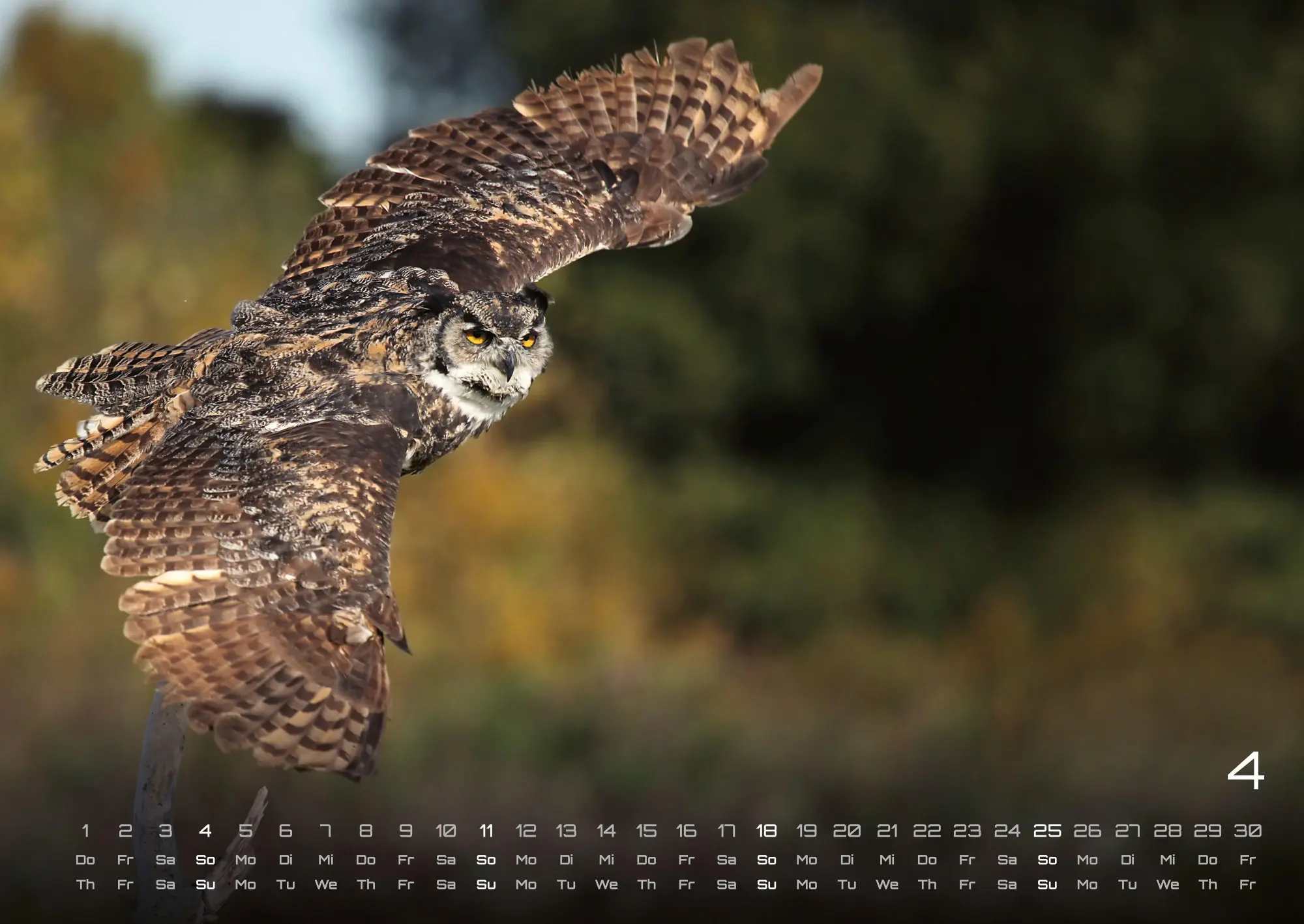 Bild: 9783986736460 | Eulen - Wächter der Nacht - 2027 - Kalender DIN A2 | GP-Fever. de