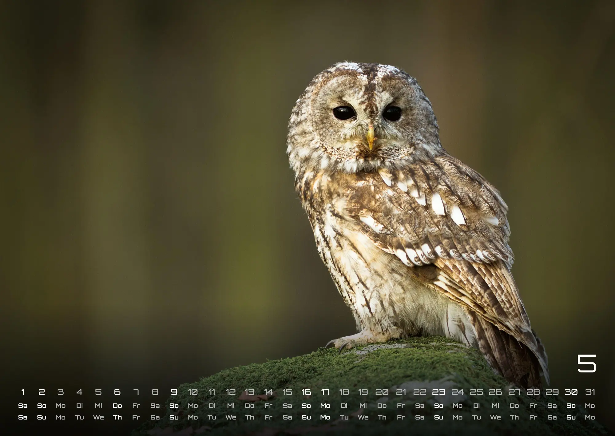 Bild: 9783986736460 | Eulen - Wächter der Nacht - 2027 - Kalender DIN A2 | GP-Fever. de