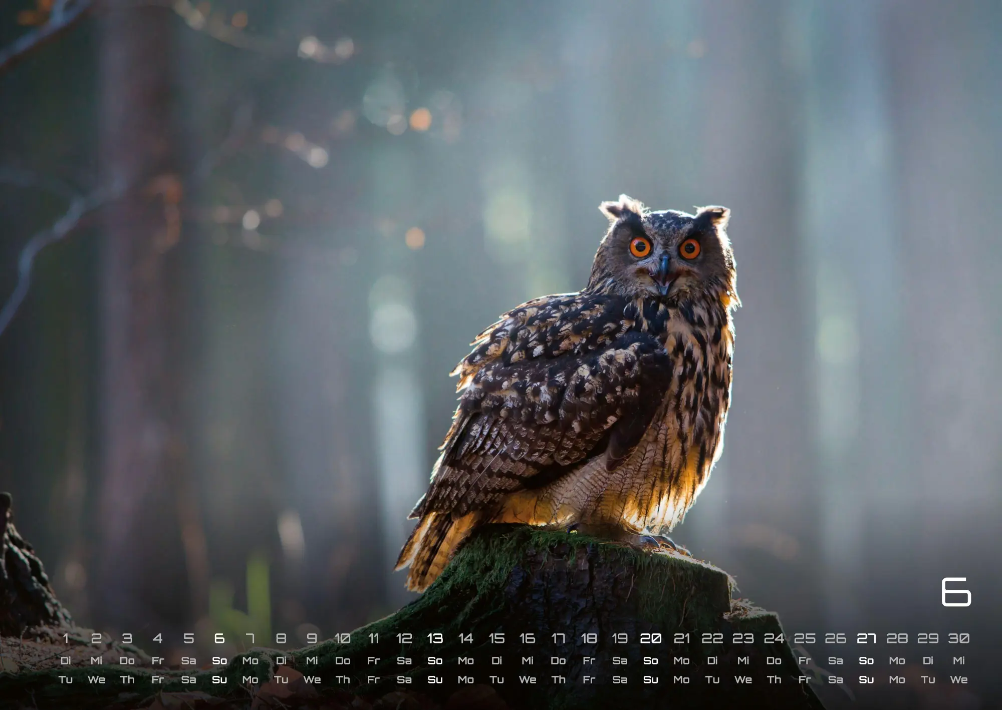 Bild: 9783986736460 | Eulen - Wächter der Nacht - 2027 - Kalender DIN A2 | GP-Fever. de