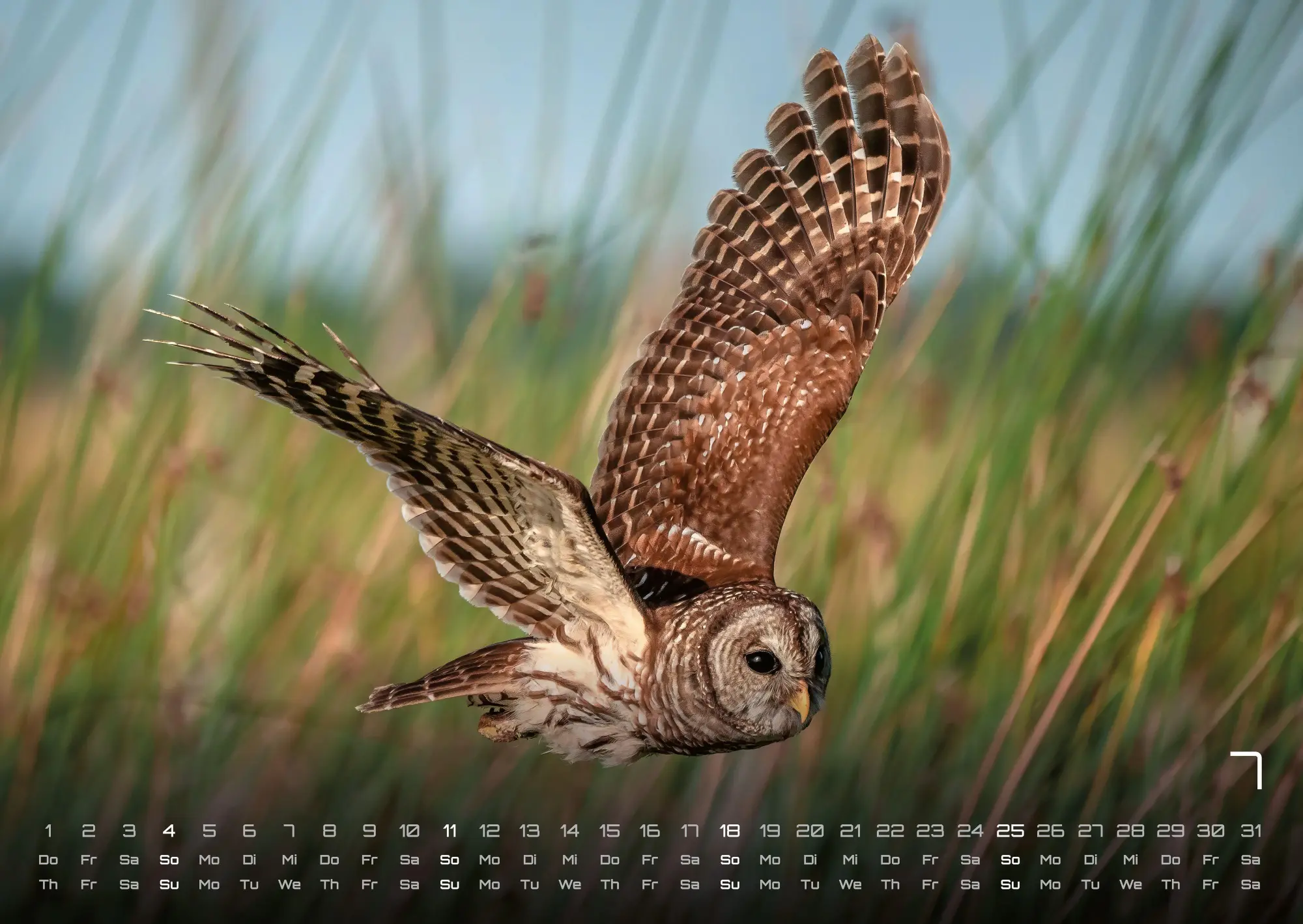 Bild: 9783986736460 | Eulen - Wächter der Nacht - 2027 - Kalender DIN A2 | GP-Fever. de